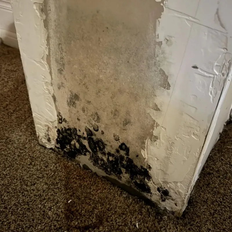 Professional Mold Removal in Prattville, AL